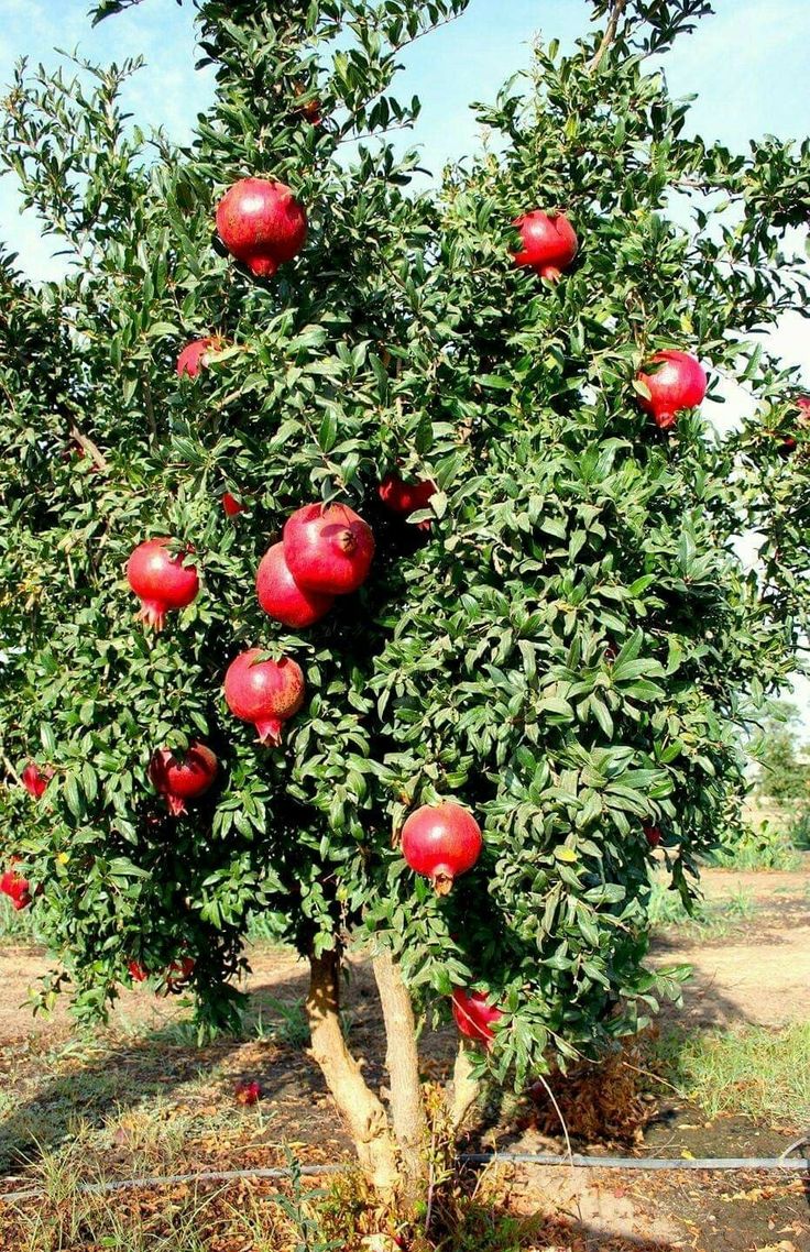 DEVE DİŞİ TATLI NAR FİDANI